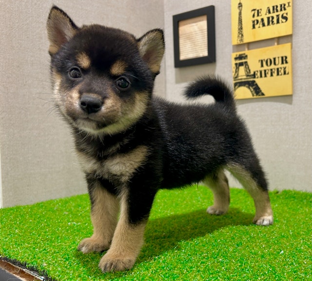 茨城県のハーフ犬・ミックス犬 (ペッツワン水戸店/2024年7月29日生まれ/男の子/ブラックタン)の子犬