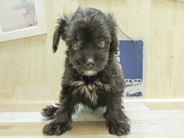 愛知県のハーフ犬・ミックス犬 (ペッツワン名古屋当知店/2024年6月22日生まれ/男の子/ブラック)の子犬