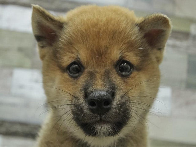 愛知県の豆柴 (ペッツワン小牧店/2024年8月3日生まれ/男の子/赤)の子犬