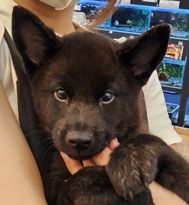 千葉県の甲斐犬 (ペッツワン八街店/2024年7月29日生まれ/男の子/黒虎)の子犬