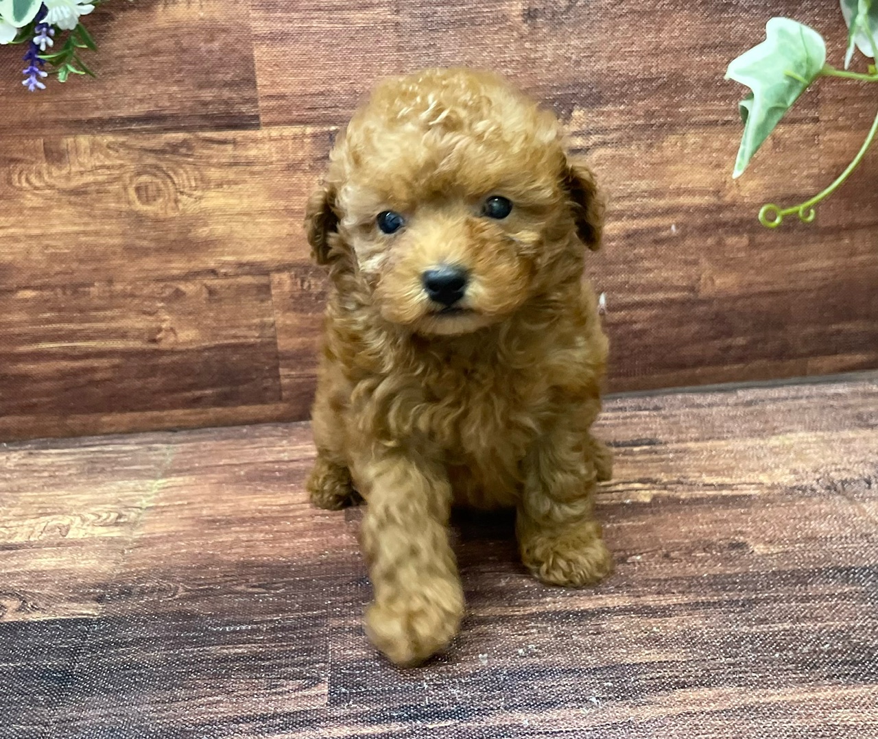 千葉県のトイプードル(トイ) (ペッツワン市原店/2024年8月2日生まれ/男の子/レッド)の子犬の2枚目の画像