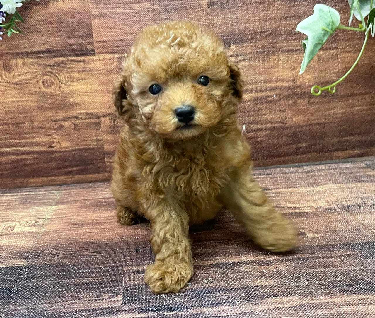 千葉県のトイプードル(トイ) (ペッツワン市原店/2024年8月2日生まれ/男の子/レッド)の子犬の1枚目の画像