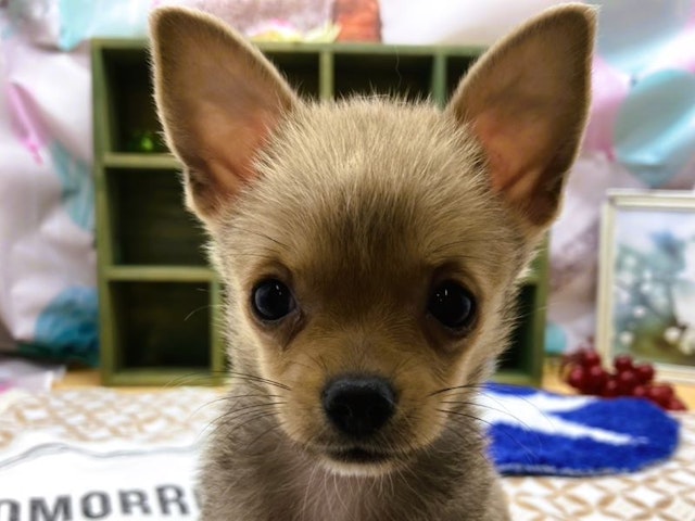 静岡県のハーフ犬・ミックス犬 (ペッツワン富士宮小泉店/2024年7月30日生まれ/男の子/ブラウン)の子犬