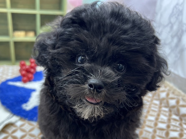 静岡県のハーフ犬・ミックス犬 (ペッツワン富士宮小泉店/2024年7月18日生まれ/男の子/ブラック)の子犬