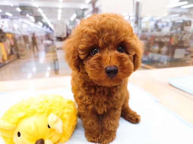 愛知県のトイプードル(トイ) (ペッツワン名古屋みなと店/2024年8月3日生まれ/男の子/レッド)の子犬