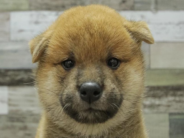 千葉県の柴犬(標準サイズ) (ペッツワン稲沢ハーモニーランド店/2024年6月22日生まれ/男の子/赤)の子犬