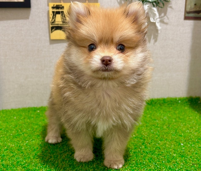 茨城県のポメラニアン (ペッツワン水戸店/2024年8月3日生まれ/男の子/ビーバー)の子犬