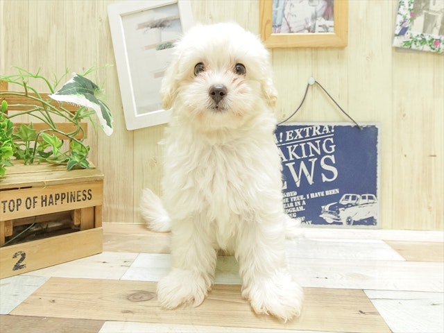 愛知県のハーフ犬・ミックス犬 (ペッツワン名古屋当知店/2024年6月30日生まれ/男の子/クリーム)の子犬