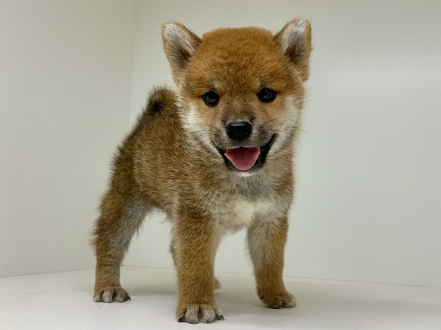 愛知県の柴犬(標準サイズ) (ペッツワン名古屋大高インター店/2024年8月1日生まれ/男の子/赤)の子犬