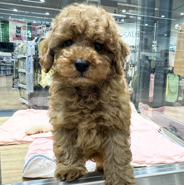 愛知県のトイプードル(トイ) (ペッツワン名古屋堀田店/2024年8月1日生まれ/男の子/レッド)の子犬