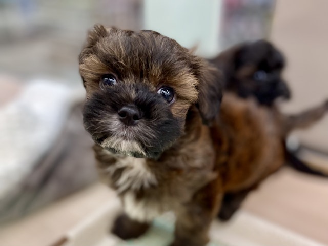 千葉県のハーフ犬・ミックス犬 (ペッツワン富津店/2024年7月29日生まれ/男の子/Ｆ)の子犬