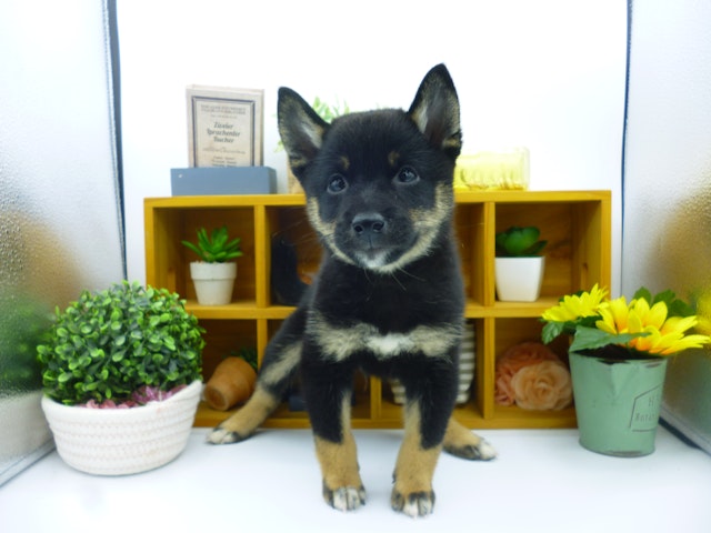 静岡県の豆柴 (ペッツワン清水店/2024年7月24日生まれ/男の子/黒)の子犬