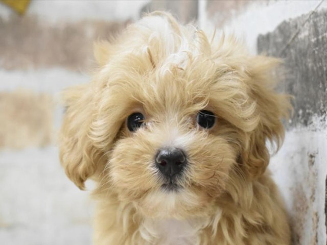 千葉県のハーフ犬・ミックス犬 (ペッツワン稲沢ハーモニーランド店/2024年8月7日生まれ/男の子/アプリコット)の子犬