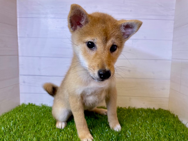 茨城県の柴犬(標準サイズ) (ペッツワン日立店/2024年6月28日生まれ/女の子/赤)の子犬