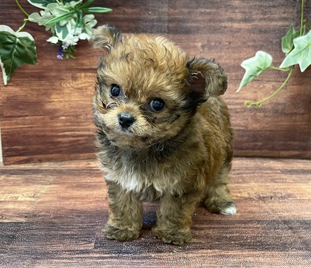 千葉県のハーフ犬・ミックス犬 (ペッツワン市原店/2024年8月10日生まれ/男の子/ブラウンホワイト)の子犬