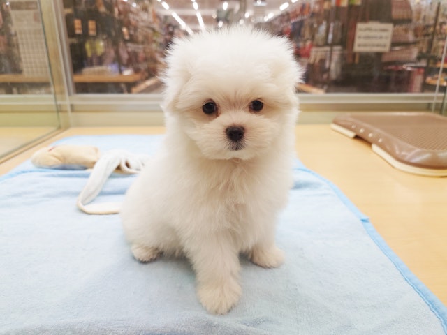 愛知県のマルチーズ (ペッツワン名古屋みなと店/2024年8月6日生まれ/女の子/ホワイト)の子犬