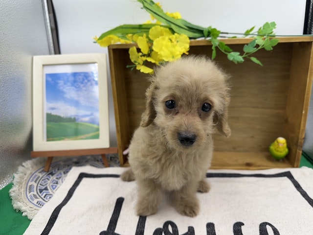 群馬県のハーフ犬・ミックス犬 (ペッツワン前橋小島田店/2024年8月5日生まれ/女の子/クリーム)の子犬