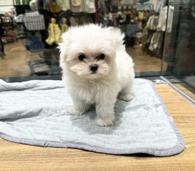 愛知県のマルチーズ (ペッツワン名古屋堀田店/2024年8月6日生まれ/女の子/ホワイト)の子犬