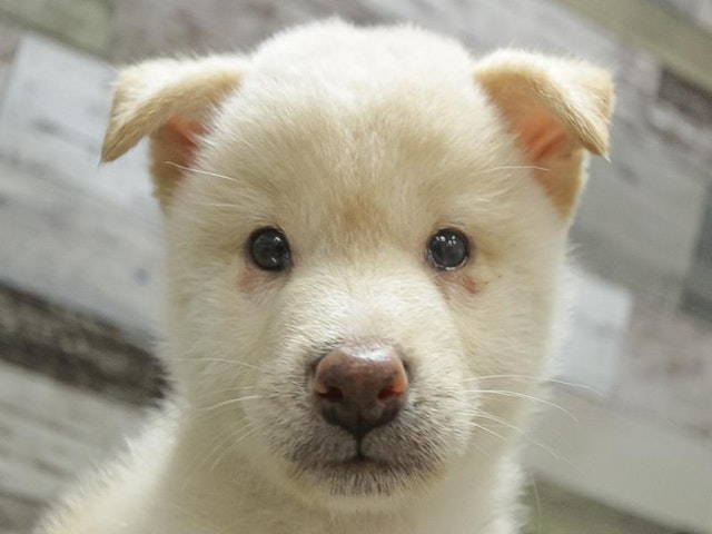 滋賀県の柴犬(標準サイズ) (ペッツワン甲賀店/2024年5月18日生まれ/男の子/淡赤)の子犬