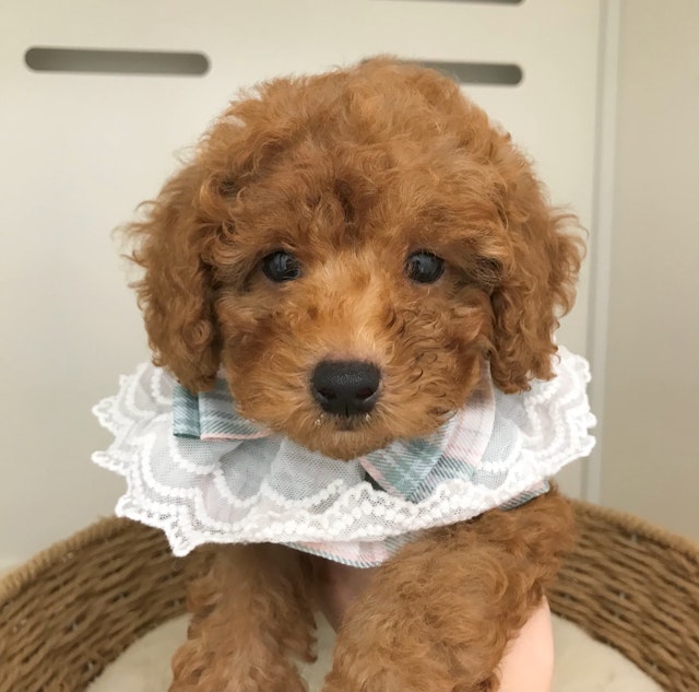 岐阜県のハーフ犬・ミックス犬 (ペッツワン可児店/2024年7月6日生まれ/男の子/レッド)の子犬