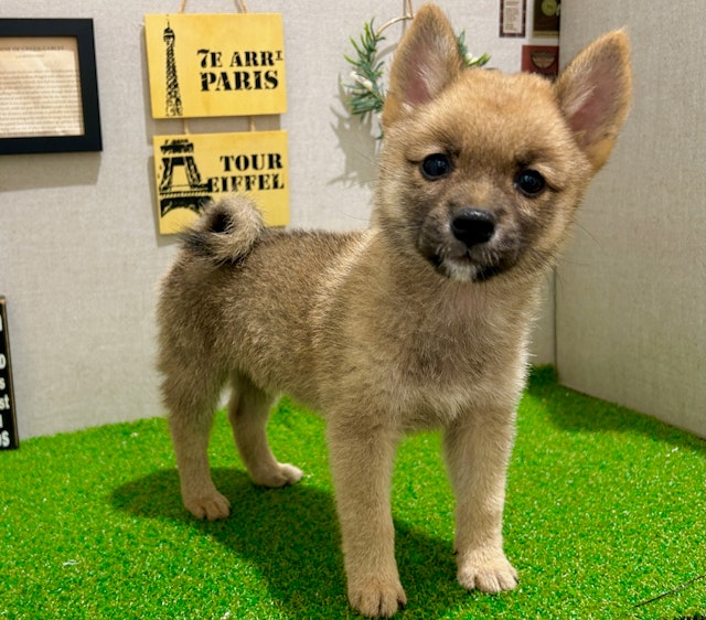 茨城県のハーフ犬・ミックス犬 (ペッツワン水戸店/2024年7月21日生まれ/男の子/赤)の子犬