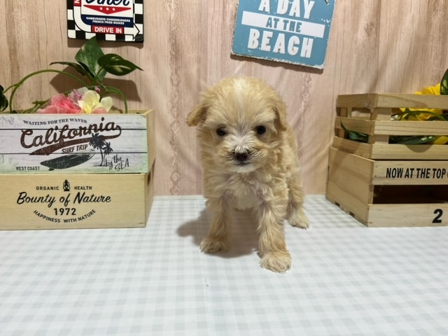 静岡県のハーフ犬・ミックス犬 (ペッツワン浜松都田テクノ店/2024年3月10日生まれ/男の子/その他色)の子犬