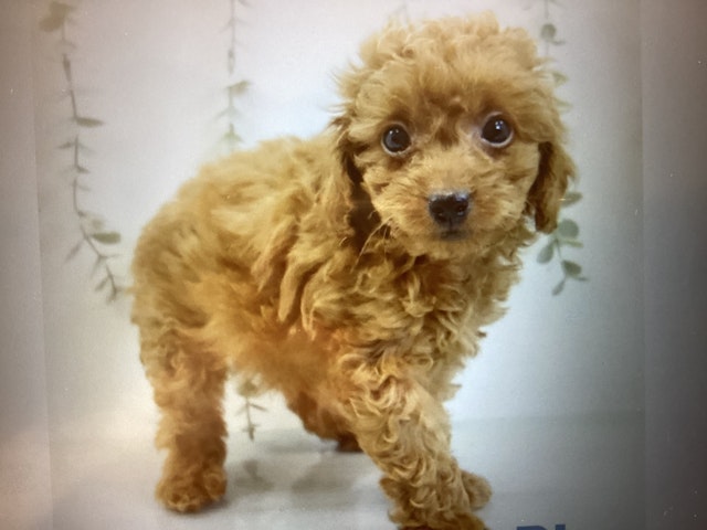 岡山県のトイプードル(トイ) (ペッツワン岡山南店/2024年7月9日生まれ/男の子/レッド)の子犬