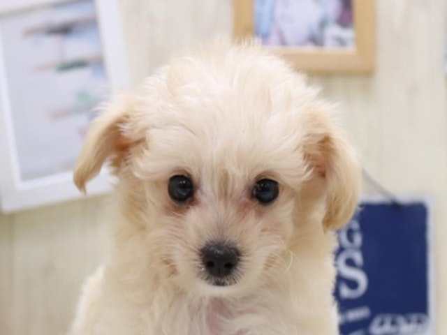 滋賀県のハーフ犬・ミックス犬 (ペッツワン甲賀店/2024年5月27日生まれ/女の子/クリーム)の子犬