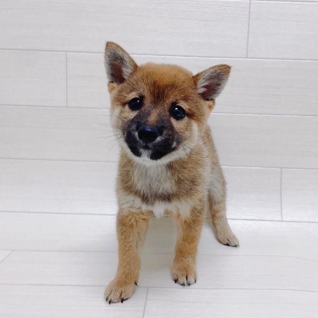 茨城県の豆柴 (ペッツワン龍ヶ崎店/2024年8月2日生まれ/男の子/レッド)の子犬