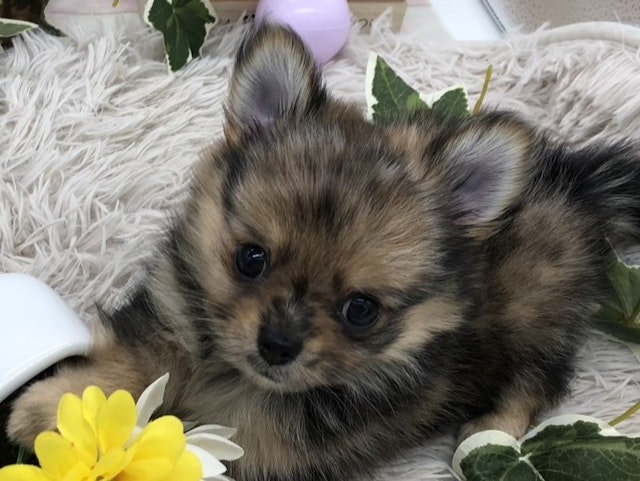 静岡県のハーフ犬・ミックス犬 (ペッツワン掛川店/2024年7月5日生まれ/男の子/その他色)の子犬