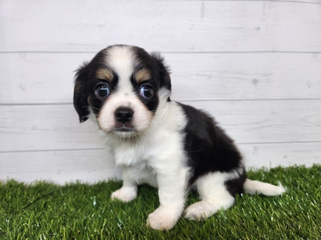 茨城県のハーフ犬・ミックス犬 (ペッツワン日立店/2024年8月17日生まれ/女の子/ホワイトブラックタン)の子犬