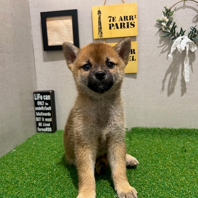 茨城県の柴犬(標準サイズ) (ペッツワン水戸店/2024年8月18日生まれ/女の子/赤)の子犬