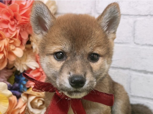 沖縄県の豆柴 (ペッツワンFCあがり浜店/2024年7月17日生まれ/女の子/赤)の子犬