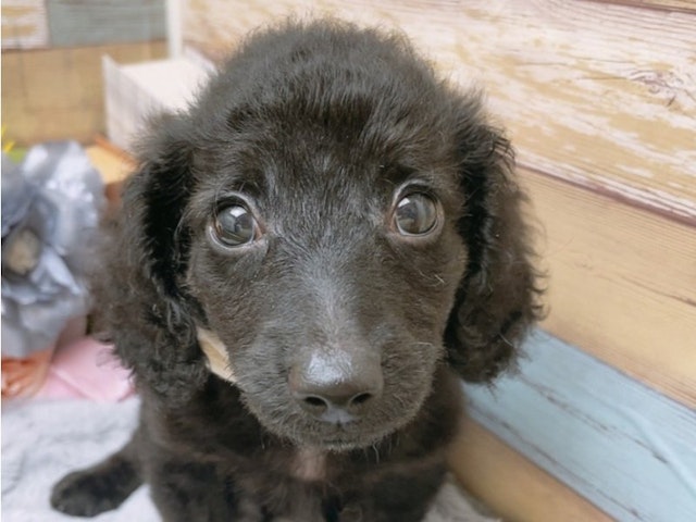 沖縄県のハーフ犬・ミックス犬 (ペッツワンFCあがり浜店/2024年7月20日生まれ/男の子/ブラック)の子犬