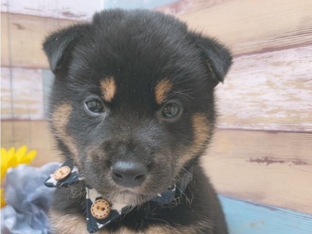 沖縄県の柴犬(標準サイズ) (ペッツワンFCサンプラザ糸満店/2024年7月20日生まれ/男の子/黒)の子犬