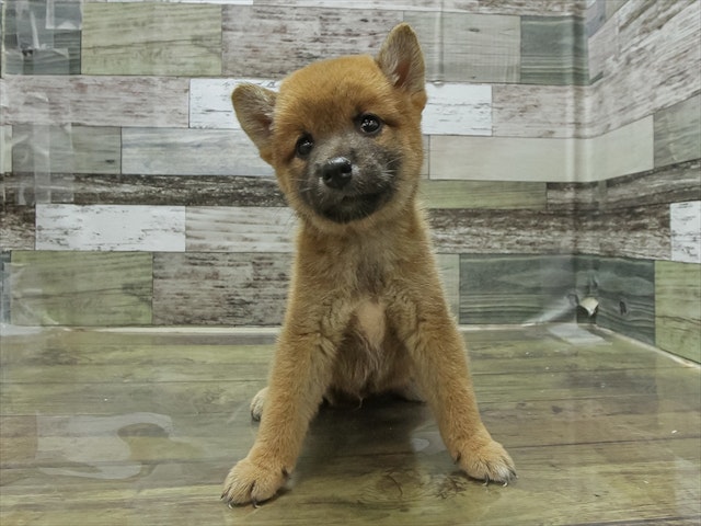 愛知県の柴犬(標準サイズ) (ペッツワン名古屋当知店/2024年7月10日生まれ/男の子/赤)の子犬