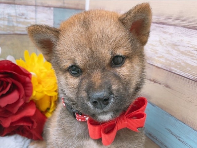 愛知県の豆柴 (ペッツワン豊田四郷店/2024年8月9日生まれ/男の子/赤)の子犬