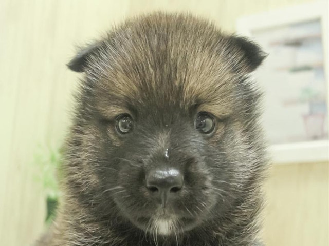 愛知県のハーフ犬・ミックス犬 (ペッツワン名古屋守山店/2024年7月5日生まれ/男の子/レッド)の子犬