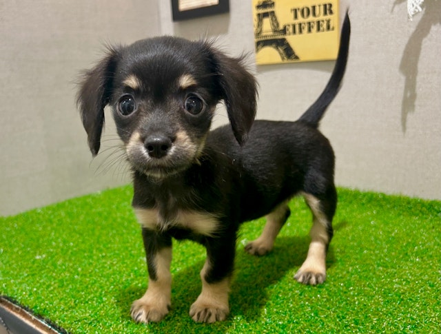 茨城県のハーフ犬・ミックス犬 (ペッツワン水戸店/2024年8月17日生まれ/女の子/ブラックイエロー)の子犬