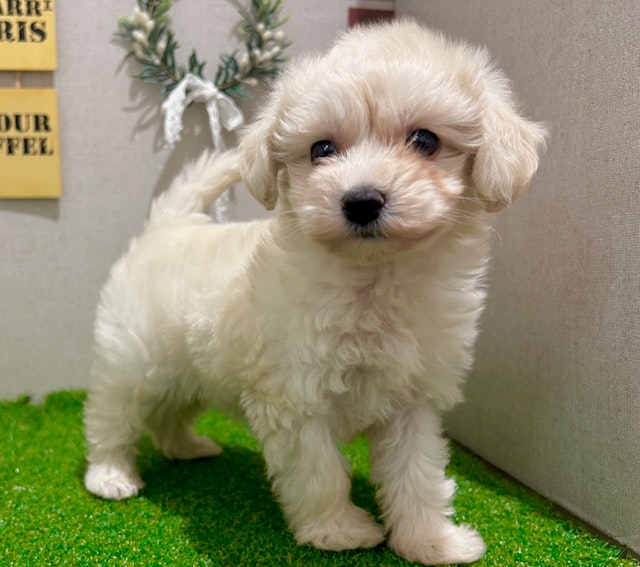 茨城県のハーフ犬・ミックス犬 (ペッツワン水戸店/2024年8月22日生まれ/女の子/クリーム)の子犬