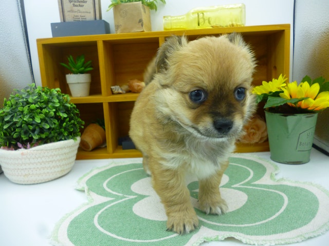 静岡県のハーフ犬・ミックス犬 (ペッツワン清水店/2024年7月29日生まれ/男の子/レッド)の子犬