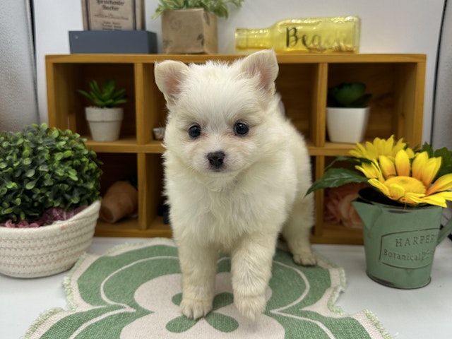 静岡県のハーフ犬・ミックス犬 (ペッツワン清水店/2024年8月7日生まれ/男の子/クリームホワイト)の子犬