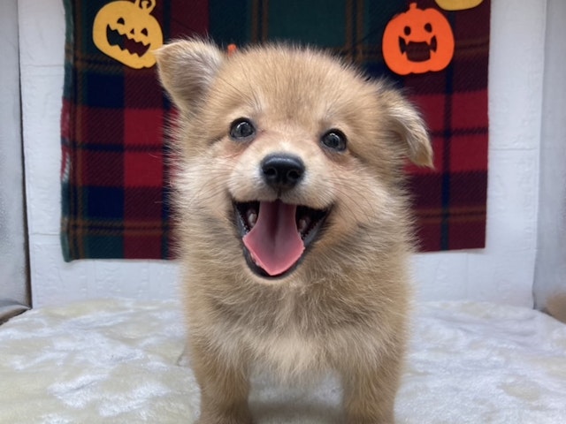 福島県のハーフ犬・ミックス犬 (ペッツワン会津若松店/2024年8月23日生まれ/男の子/その他色)の子犬