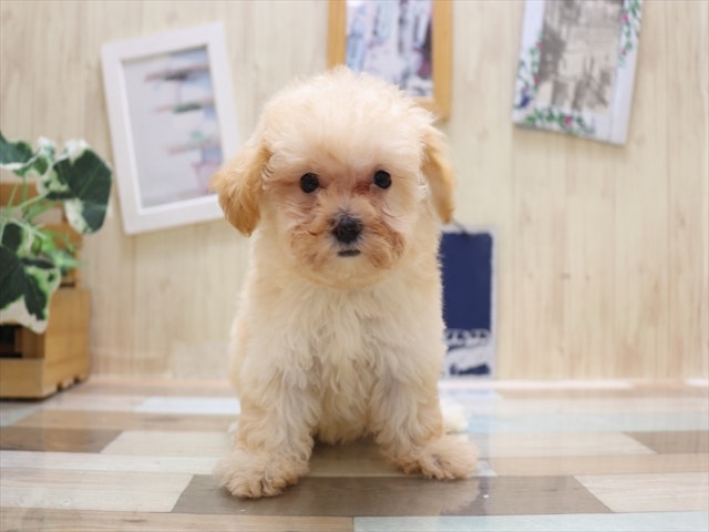 愛知県のハーフ犬・ミックス犬 (ペッツワン名古屋当知店/2024年6月17日生まれ/男の子/クリーム)の子犬