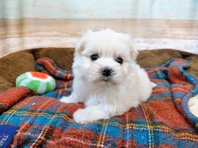 群馬県のマルチーズ (ペッツワン青柳店/2024年8月26日生まれ/女の子/ホワイト)の子犬