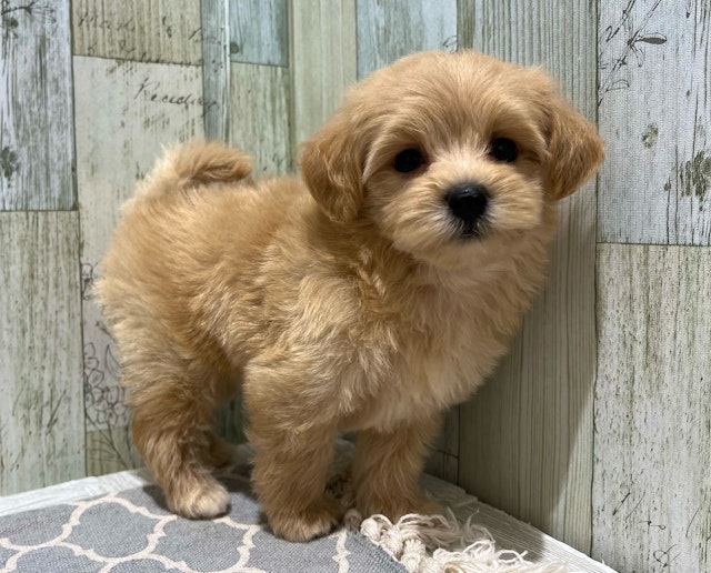 千葉県のハーフ犬・ミックス犬 (ペッツワン木更津金田店/2024年8月24日生まれ/女の子/アプリコット)の子犬