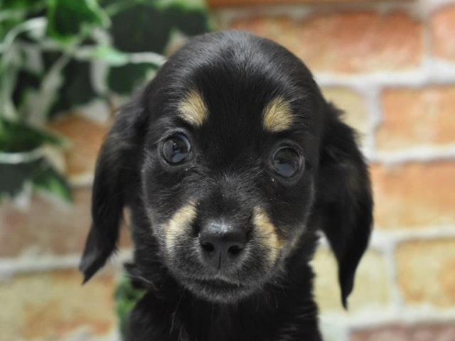 滋賀県のハーフ犬・ミックス犬 (ペッツワン彦根店/2024年8月19日生まれ/男の子/ブラックタン)の子犬