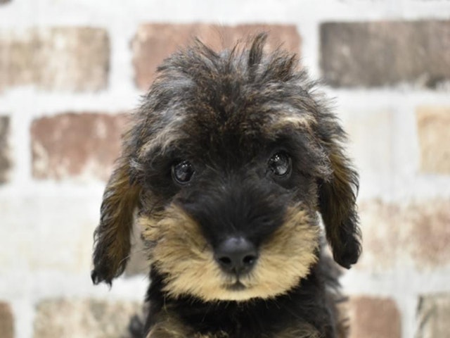 千葉県のハーフ犬・ミックス犬 (ペッツワン稲沢ハーモニーランド店/2024年6月20日生まれ/男の子/ブラックタン)の子犬