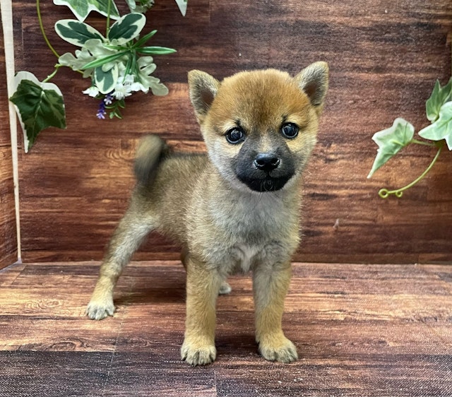 千葉県の柴犬(標準サイズ) (ペッツワン市原店/2024年8月18日生まれ/女の子/赤)の子犬