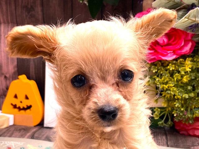 京都府のハーフ犬・ミックス犬 (ペッツワン木津川店/2024年8月31日生まれ/男の子/その他色)の子犬